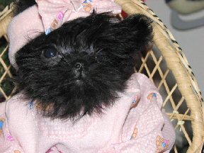 affenpinscher puppy affenpinscher puppy
