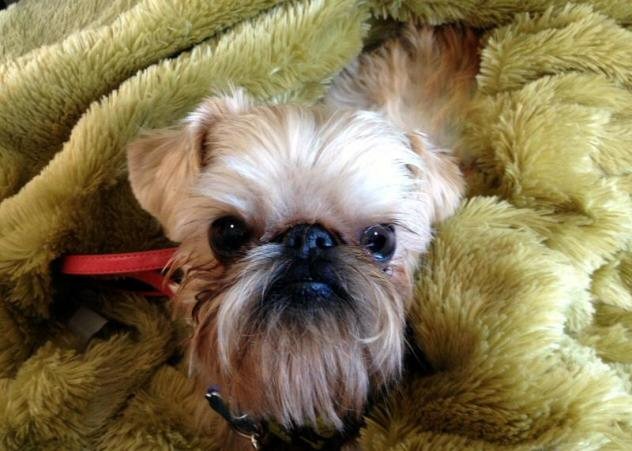Affengriffon dogs are mixed breeds with any percentage of parent being affenpinscher and Brussels Griffon. Not necessarily 50-50.