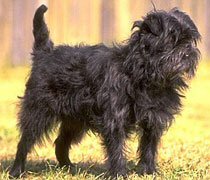 affenpinscher