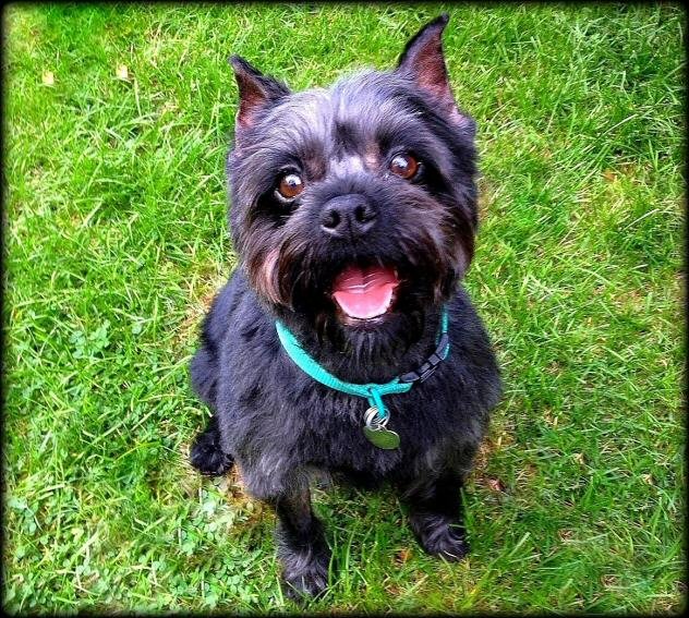 Beautiful Bella Marie is a sweet, happy, playful, VERY affectionate, purebred Affenpinscher girl! She gets along great with other small dogs and LOVES her humans! Beautiful purebred Affenpinscher girl looking happy sitting in the grass