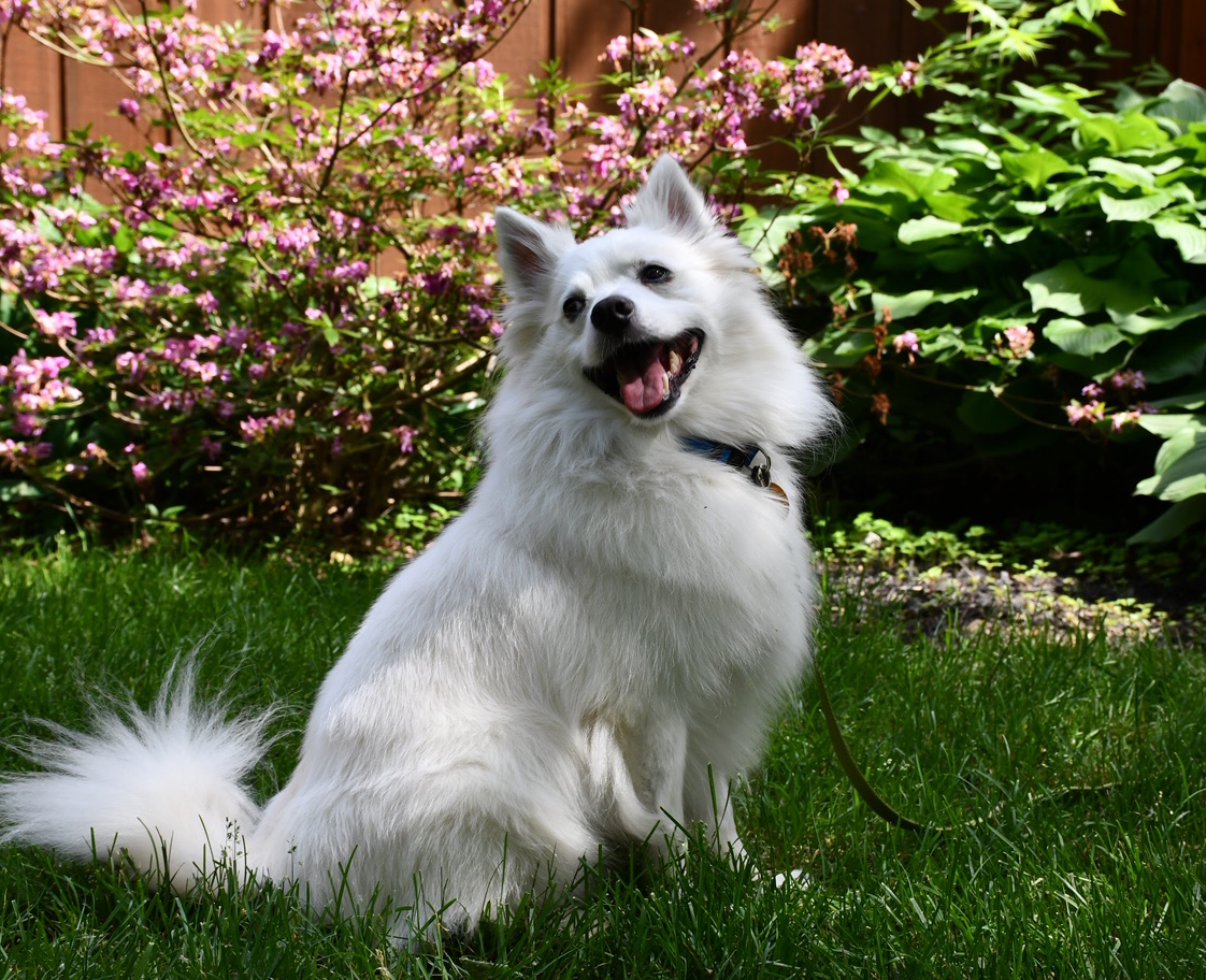 American Eskimo rescue dog sitting in the grass makes a great small dog for kids American Eskimo rescue dog