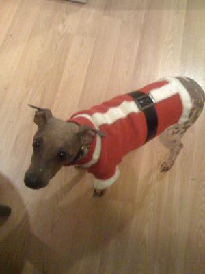 American hairless terrier American hairless terrier