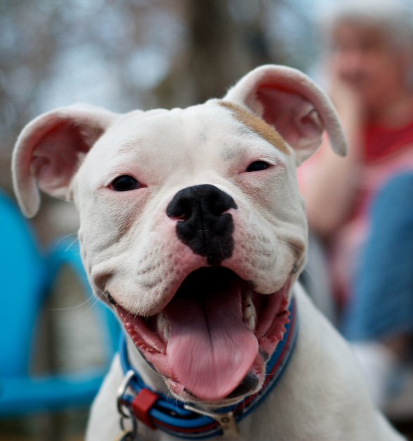 Keith Kissel from flickr snapped this awesome photo of Astro! Astro and other Boxers like him are literally dying to be adopted. Please consider rescue no matter which breed you choose. Keith Kissel from flickr snapped this awesome photo of Astro! Astro and other Boxers like him are literally dying to be adopted. Please consider rescue no matter which breed you choose.