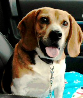 Beagles make great dogs for small kids. Beagle, great small dog for kids