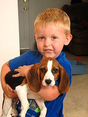 small boy holding a beagle puppy small boy holding a beagle puppy