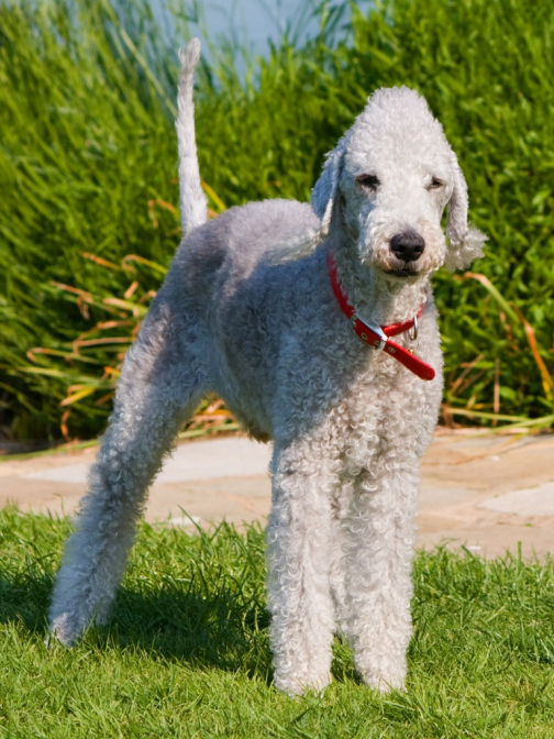 bedlington terrier bedlington terrier
