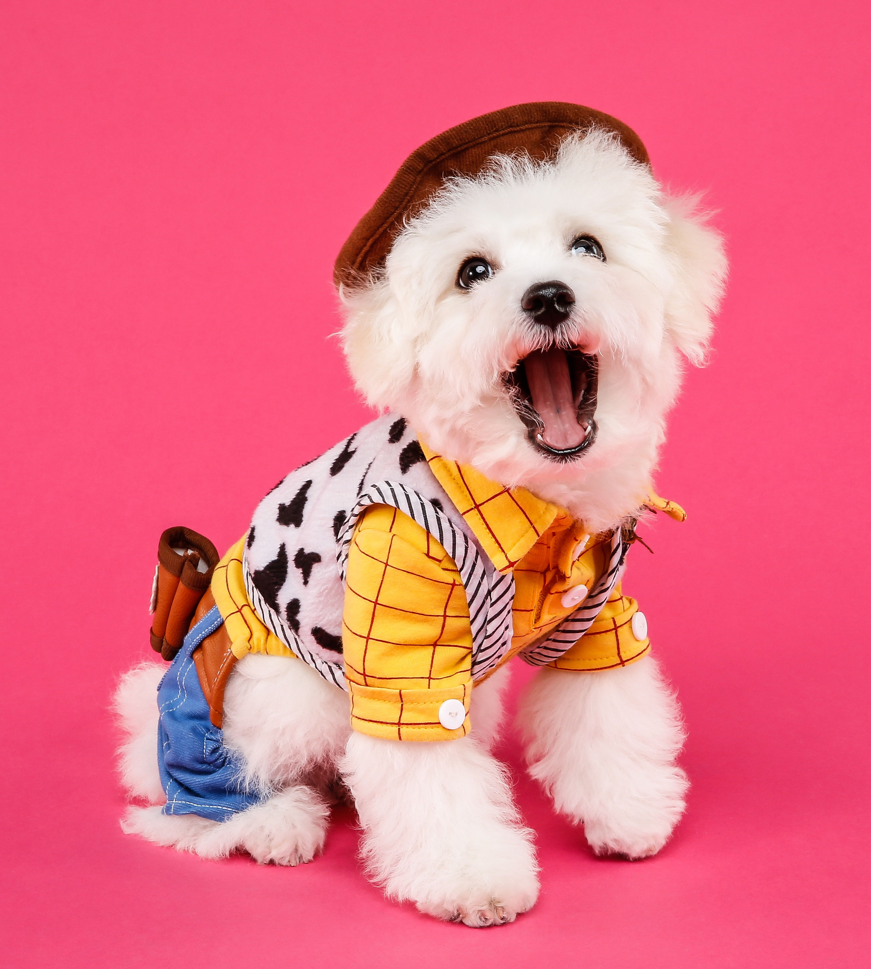 Bichon frise and best sale kids
