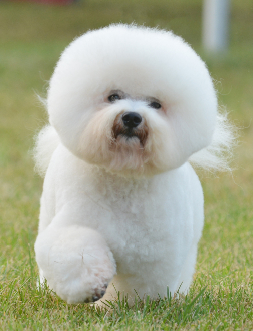 Bichon Frise Bichon Frise