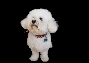 bichon frise with classic cut looking up against black background.
