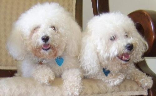a bonded pair of bichons sitting together