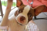red boston terrier, liver and white red boston terrier, liver and white