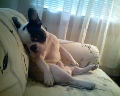 French Bulldog French Bulldog