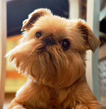 Brussels Griffon Brussels Griffon