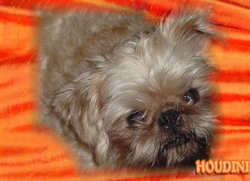 Brussels Griffon dog looking up Brussels Griffon dog looking up