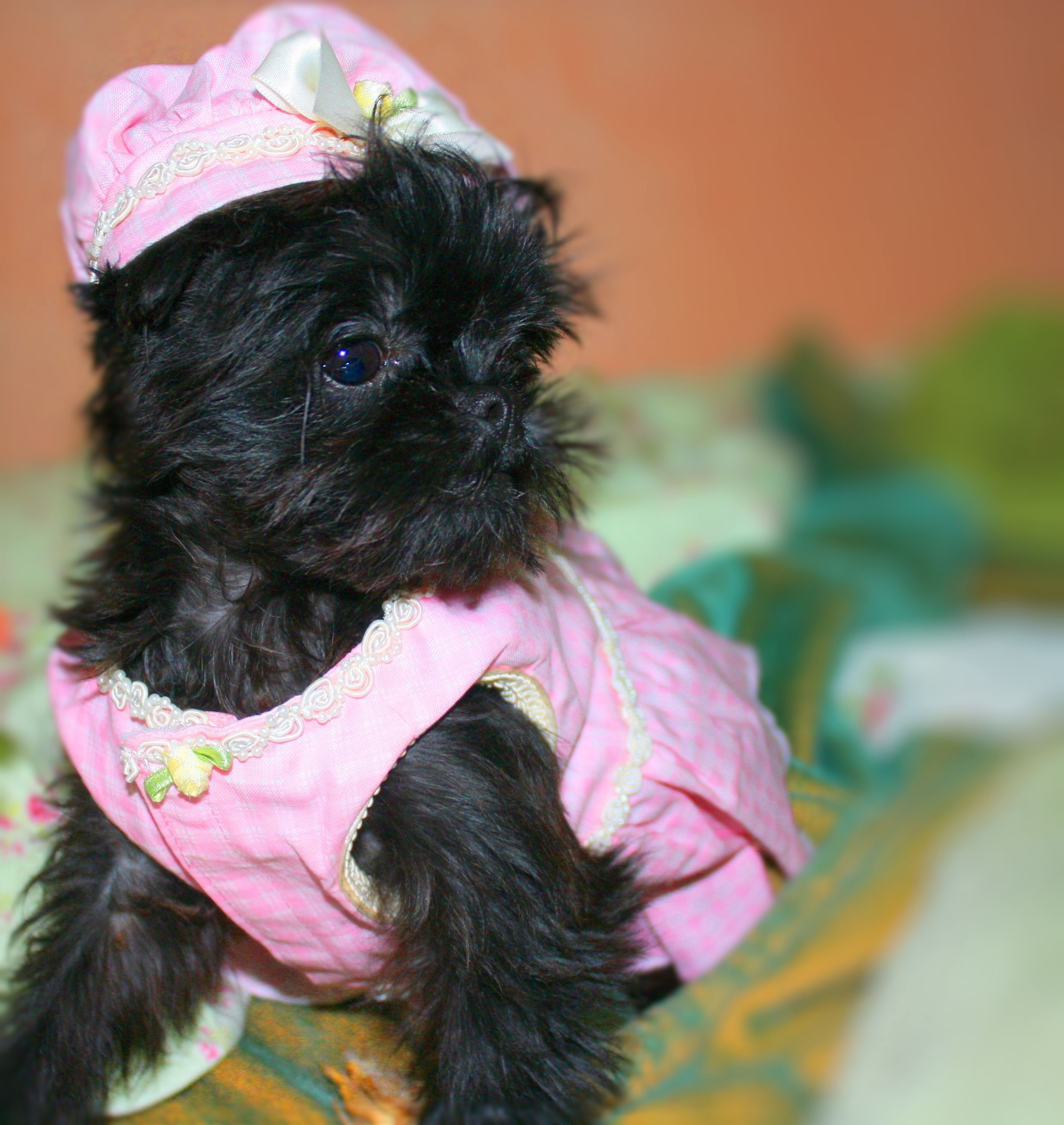 Cute black Brussels Griffon puppy wearing a pink hat and dress