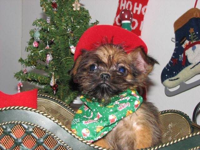 Brussels Griffon puppy in sleigh in front of Christmas tree wearing a green bandana Brussels Griffon puppy with Christmas tree and green bandana