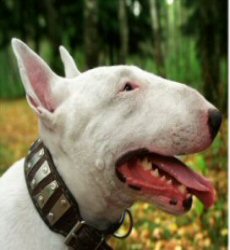 miniature bull terrier miniature bull terrier