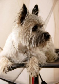 cairn terrier