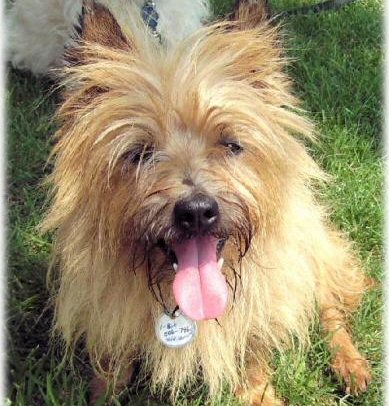 cairn terrier