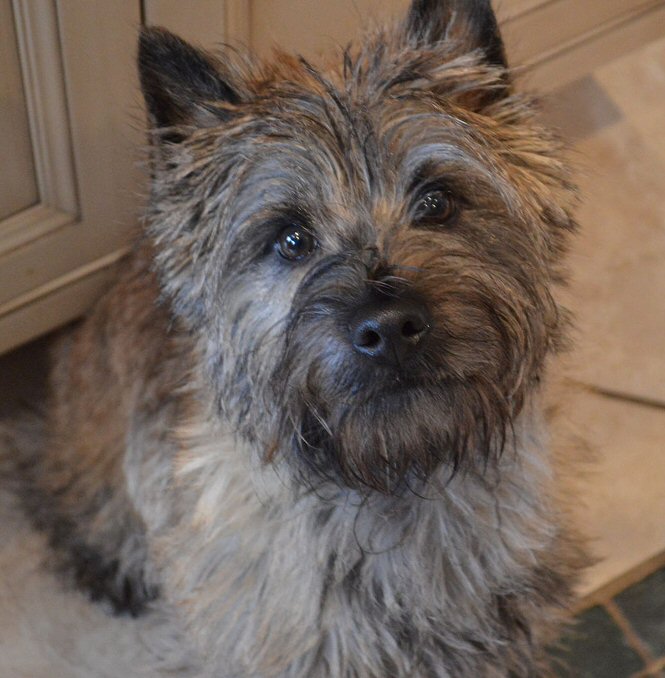 Cute Cairn Terrier looking up. Photo by Laura K on flickr! Cute Cairn Terrier looking up. Photo by Laura K on flickr!