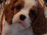 Cavalier King Charles spaniel Cavalier King Charles spaniel