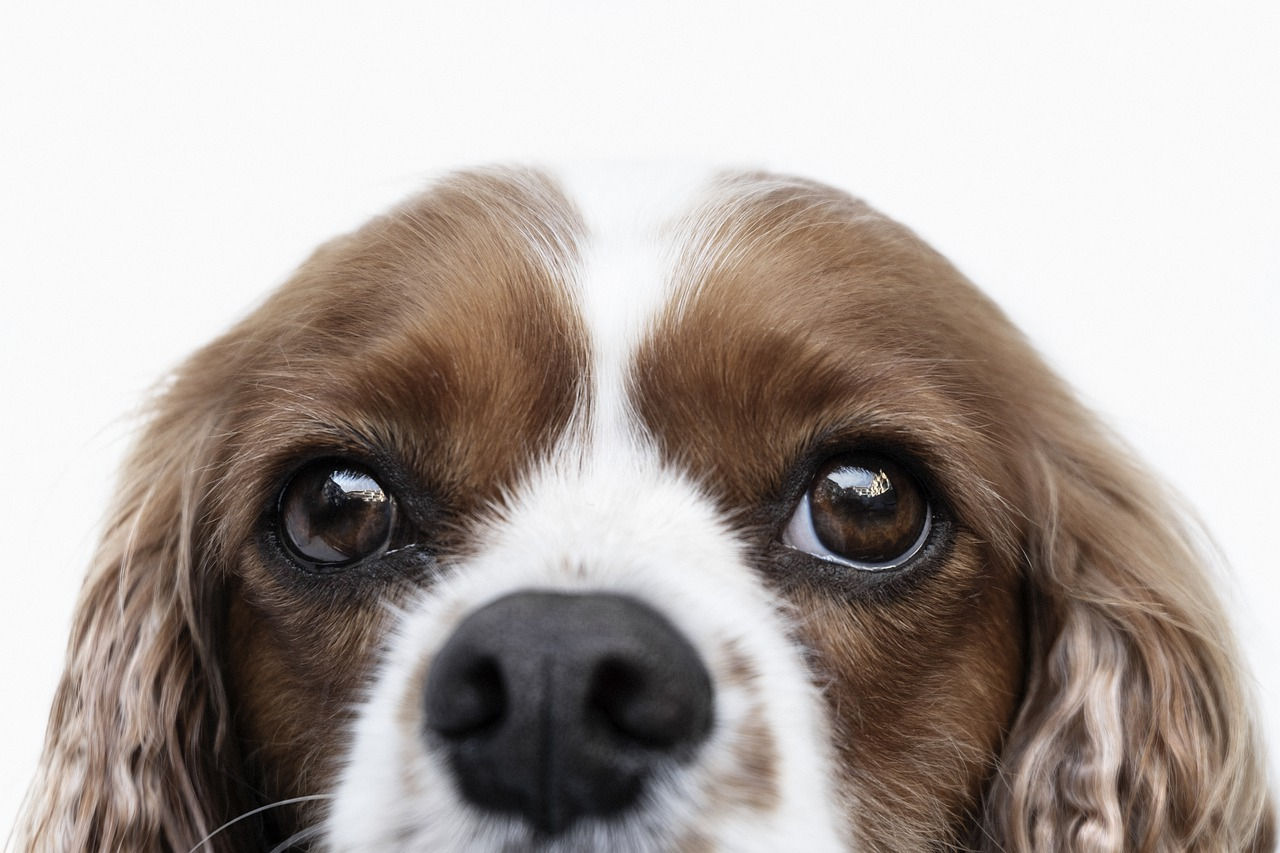 Cavalier King Charles Spaniel Health social-trends-kingcharles