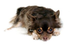 long haired black and tan long haired chihuahua longhaired black and tan chihuahua laying with head on paws.