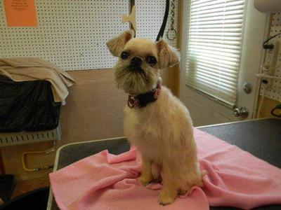 Chiggers just groomed