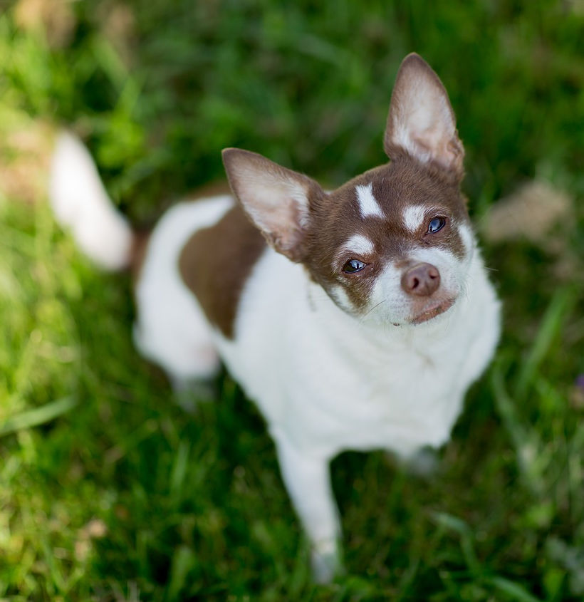 brown and white chihuahua with brown liver nose looking up from grass.
