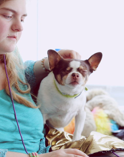 Chihuahua - emotional support service dog Chihuahua - emotional support service dog