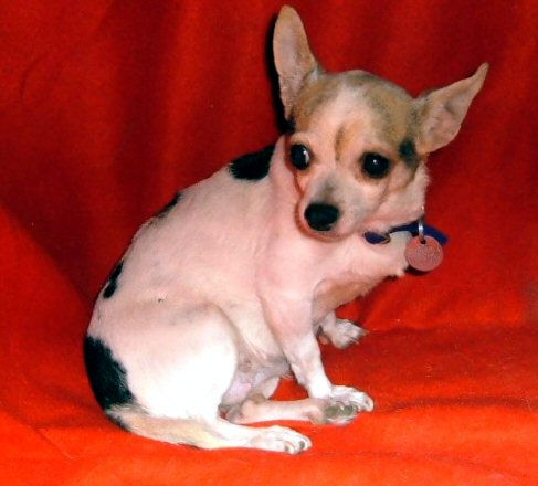 scared rescued chihuahua