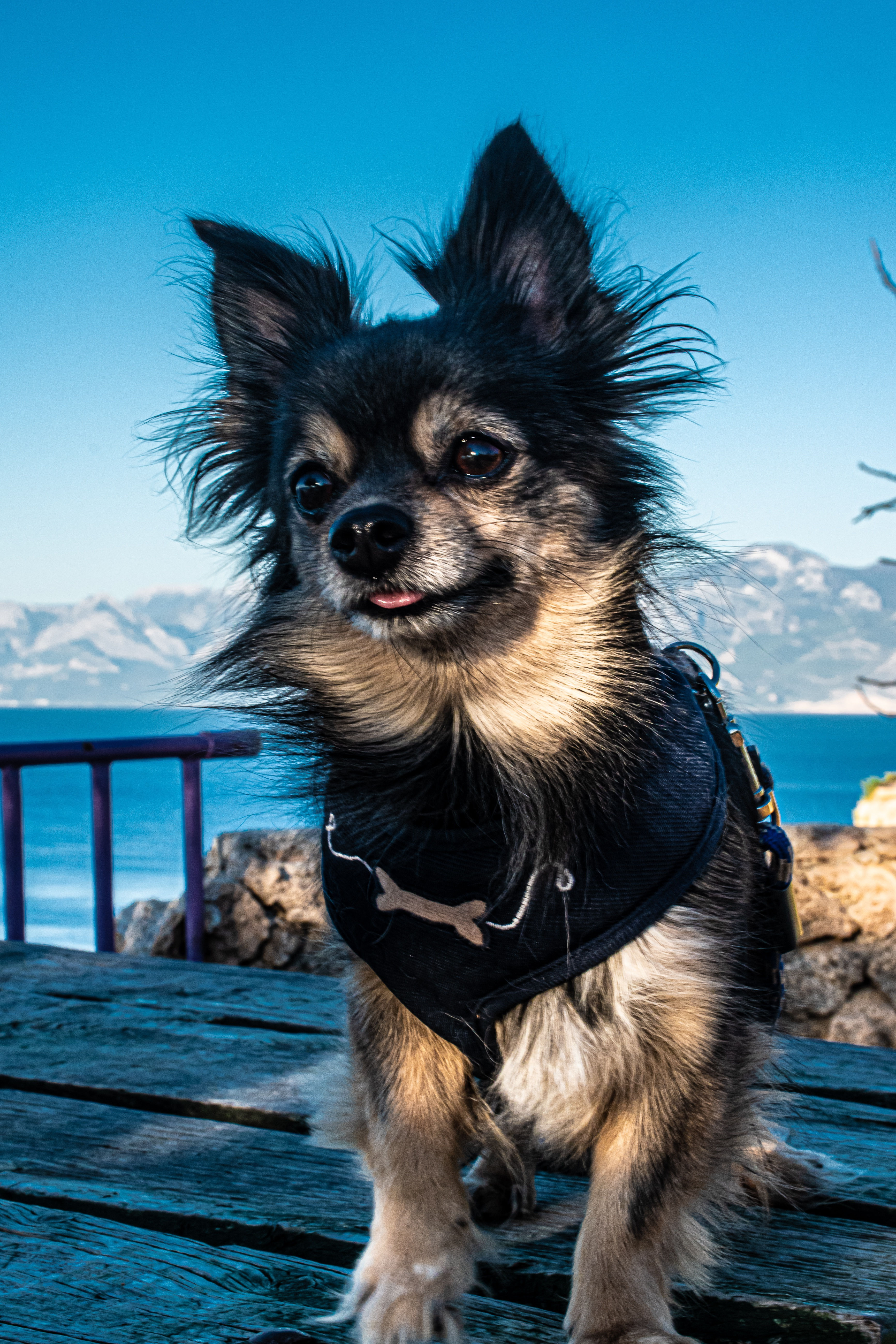 Black, brown and white tri colored chihuahua with long hair