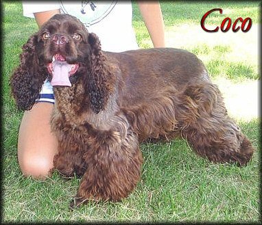 cocker spaniel great dog for seniors