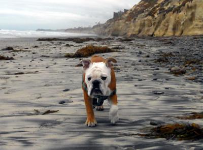 Coconut in Solana Beach, CA