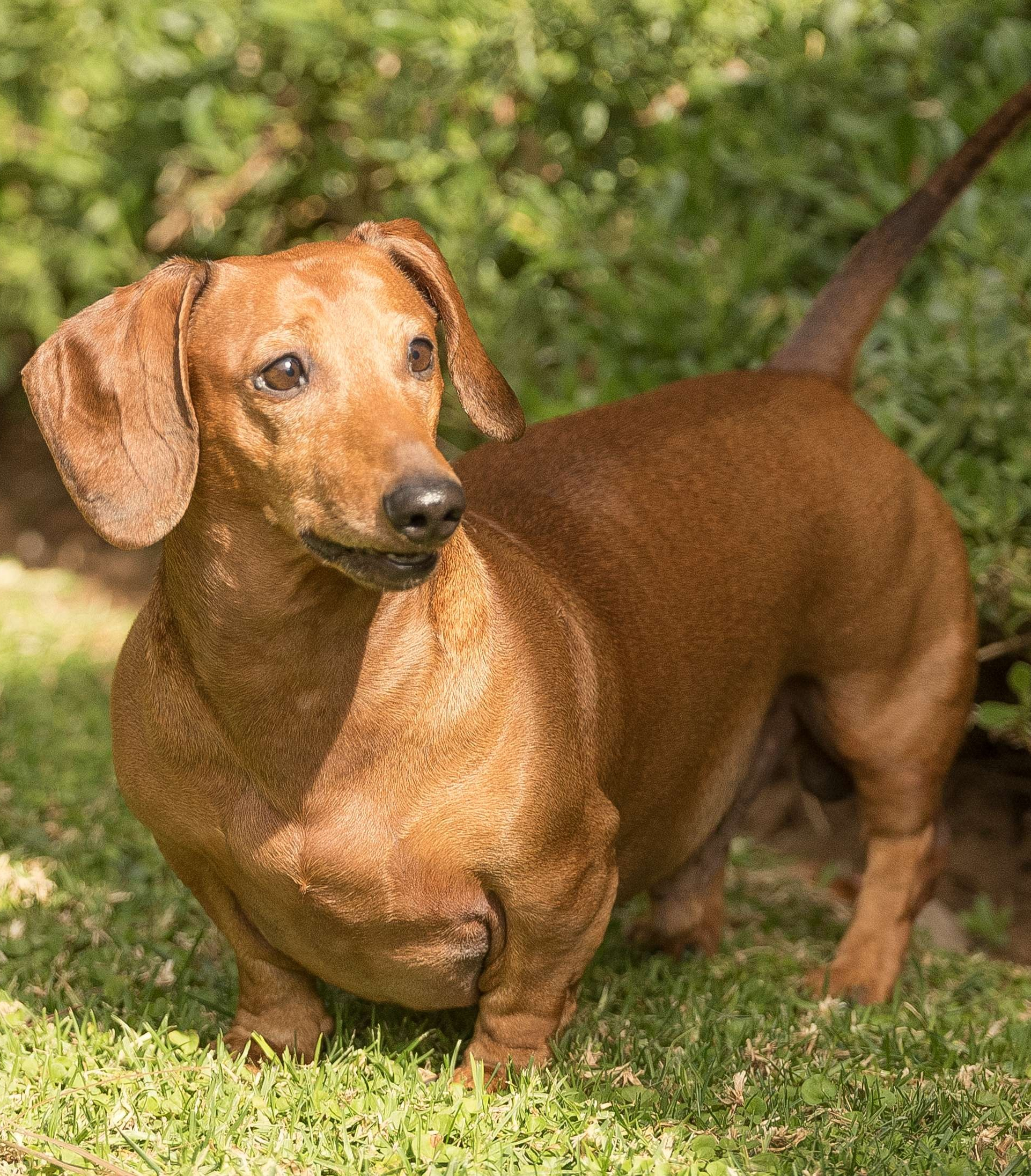 dachshund