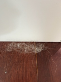 dog hair dust bunny