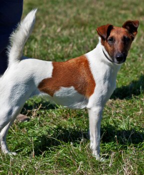 fox terrier fox terrier