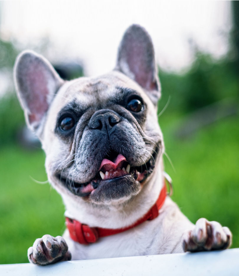 French Bulldog Information, Photos and Some Pretty Cool Dog Art, Too!