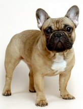 French bulldog great dog for seniors