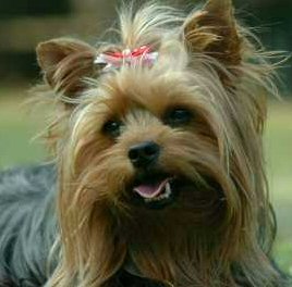 Yorkie, Yorkshire Terrier