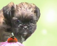 Brussels Griffon