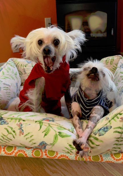 hairy hairless chinese crested