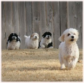 havanese, puppies, puppy, dog havanese, puppies, puppy, dog