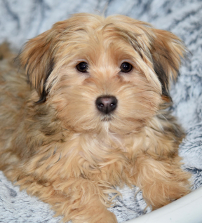 Havanese emotional support dog Havanese emotional support dog