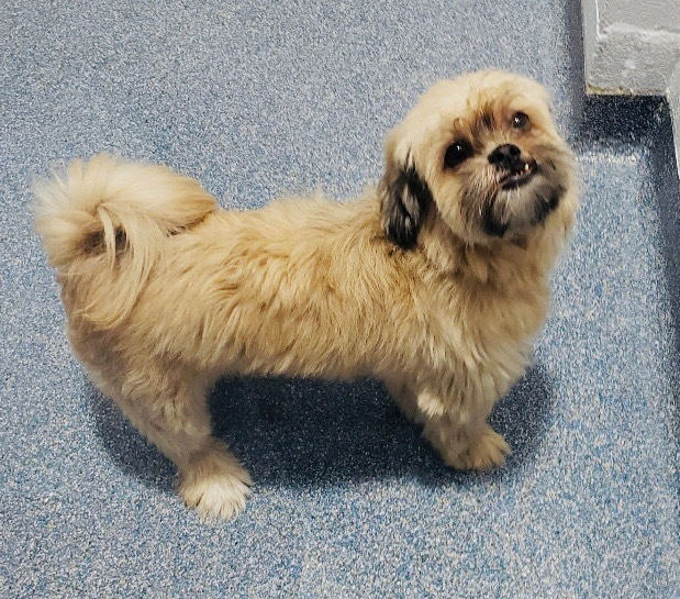 mixed breed dog shihtzu brussels griffon hybrid mixed breed dog shihtzu