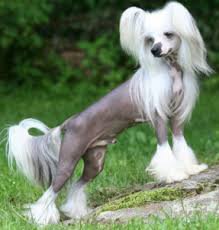 white haired hairy hairless dog