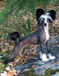 black and white hairy hairless dog