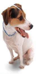 Jack Russell Terrier