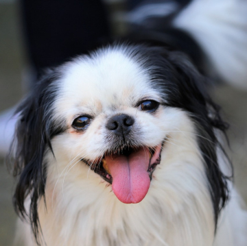 Japanese Chin
