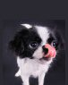 Japanese Chin